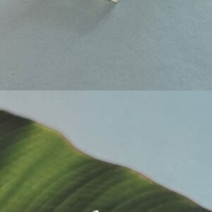 Anillo plata oro miami Springs